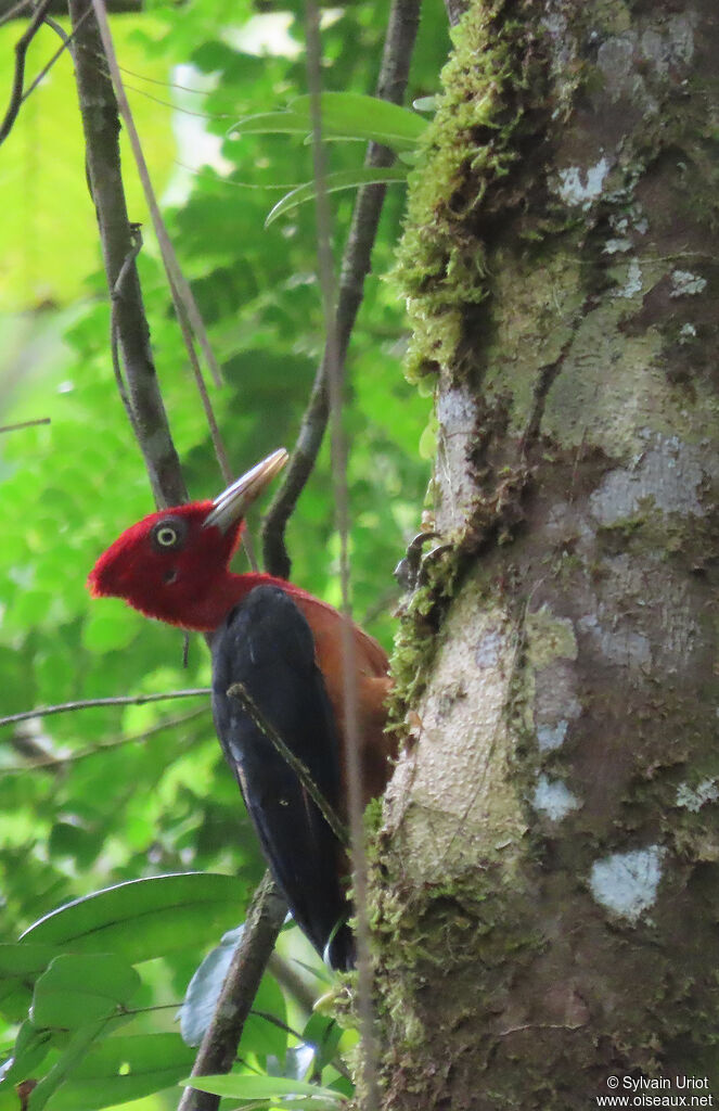 Red-necked Woodpecker male adult