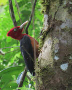 Pic à cou rouge