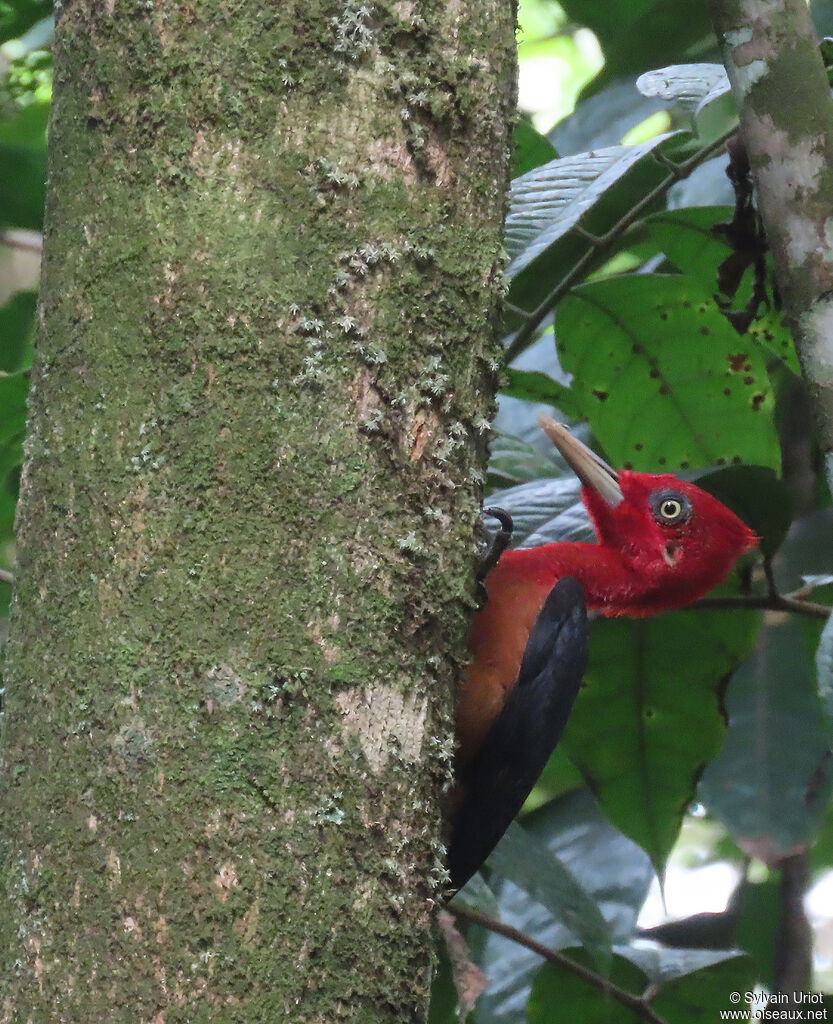 Red-necked Woodpecker male adult