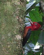 Red-necked Woodpecker