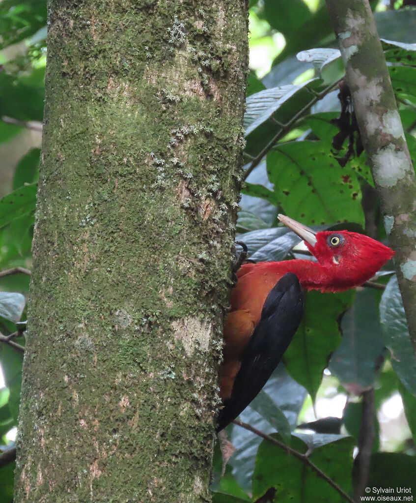 Red-necked Woodpecker male adult