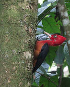 Red-necked Woodpecker