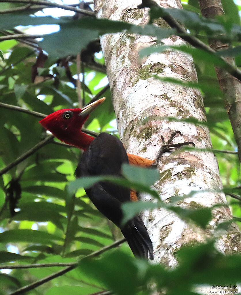 Red-necked Woodpecker male adult