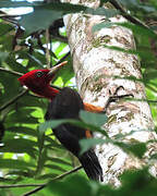 Red-necked Woodpecker