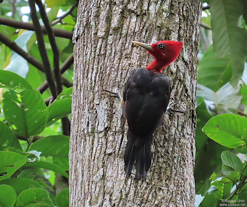 Red-necked Woodpecker male adult