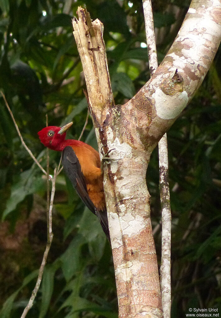 Red-necked Woodpecker male adult