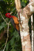 Red-necked Woodpecker