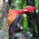 Pic à cou rouge