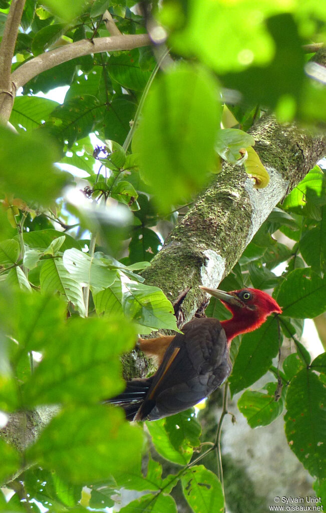 Red-necked Woodpecker male adult