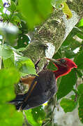 Red-necked Woodpecker