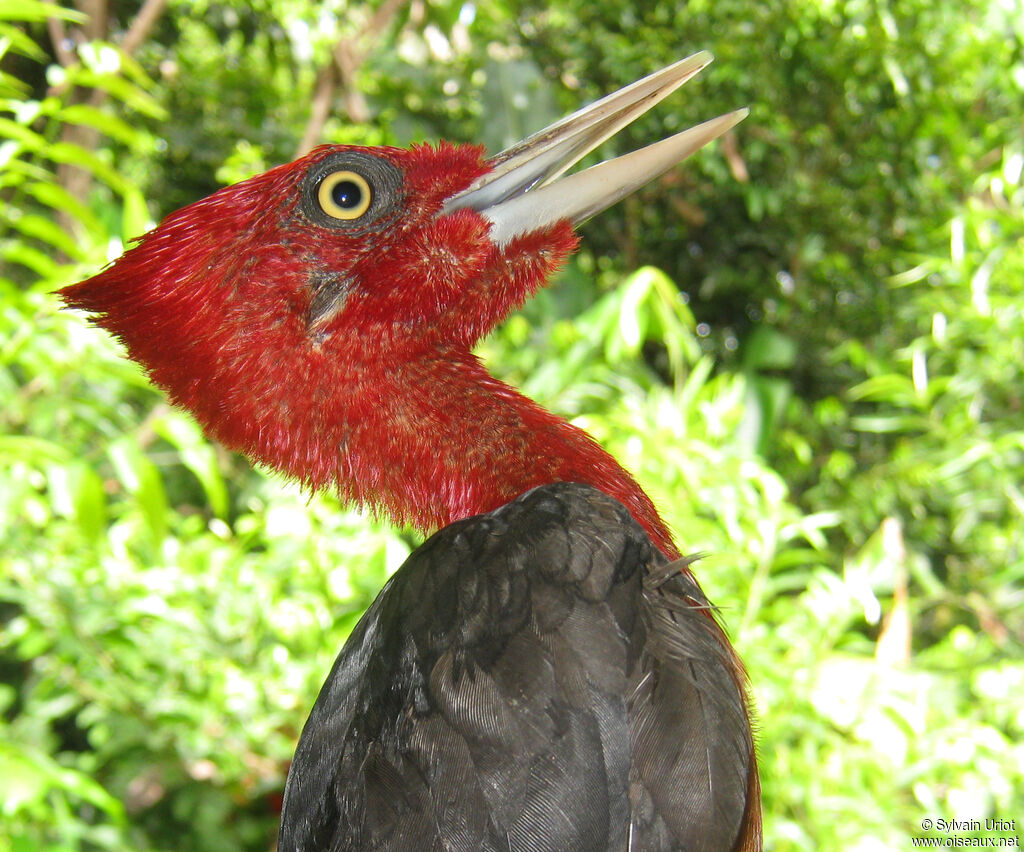 Pic à cou rouge mâle adulte