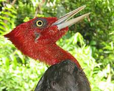 Red-necked Woodpecker