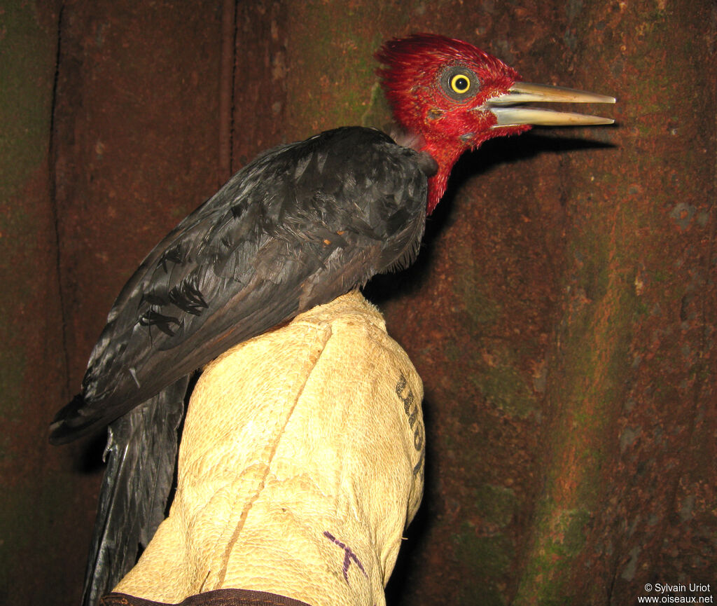 Red-necked Woodpecker male adult