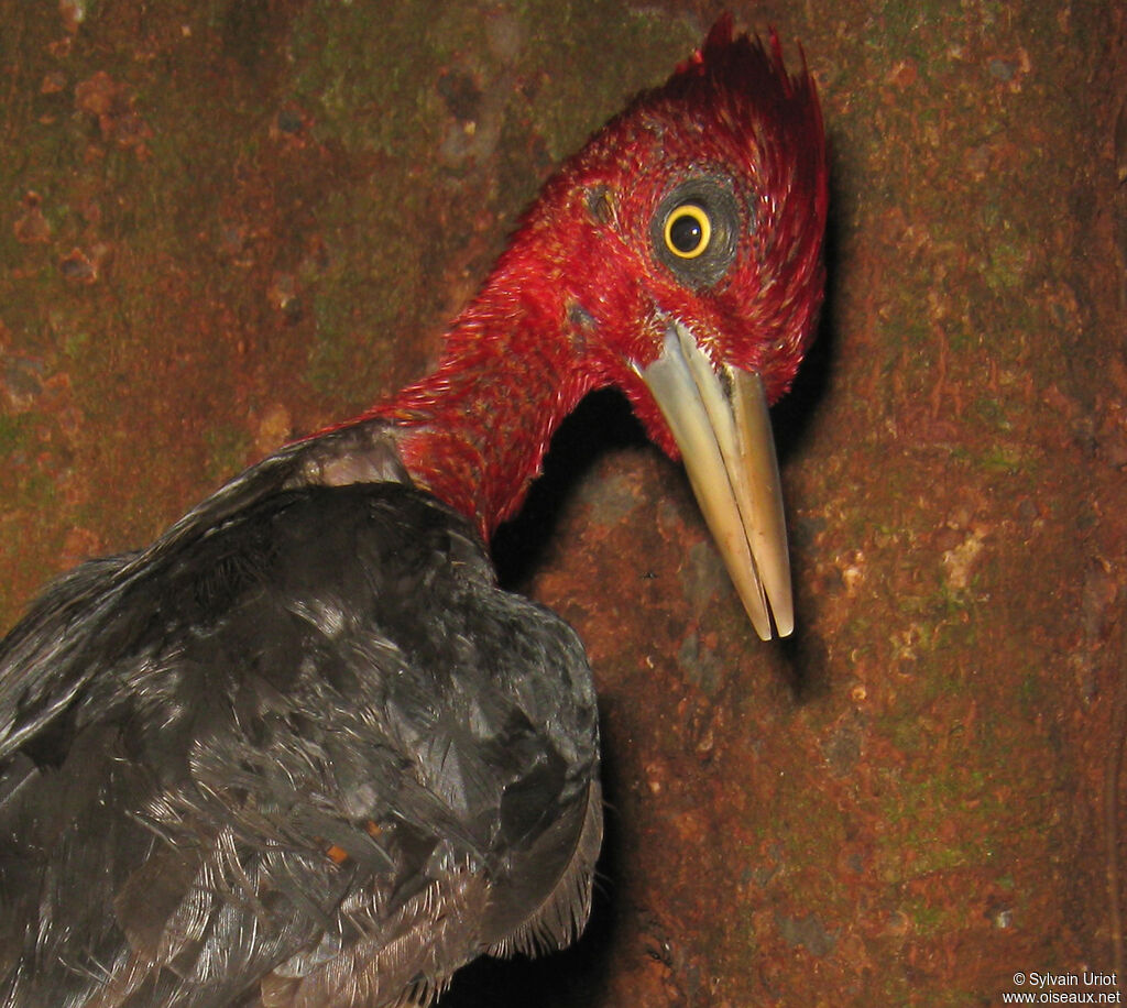 Red-necked Woodpecker male adult