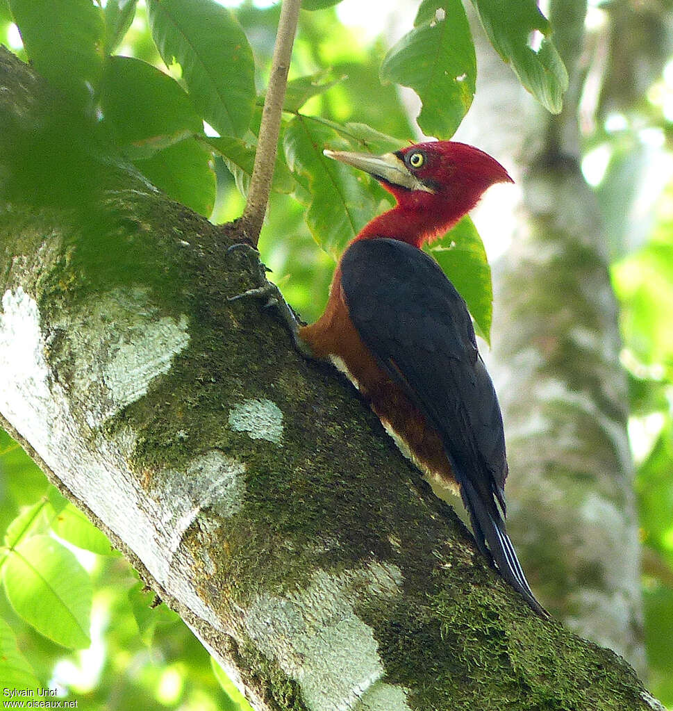 Pic à cou rouge femelle adulte, identification