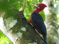 Red-necked Woodpecker