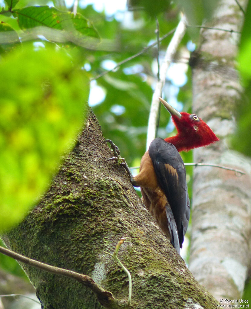 Red-necked Woodpecker male adult