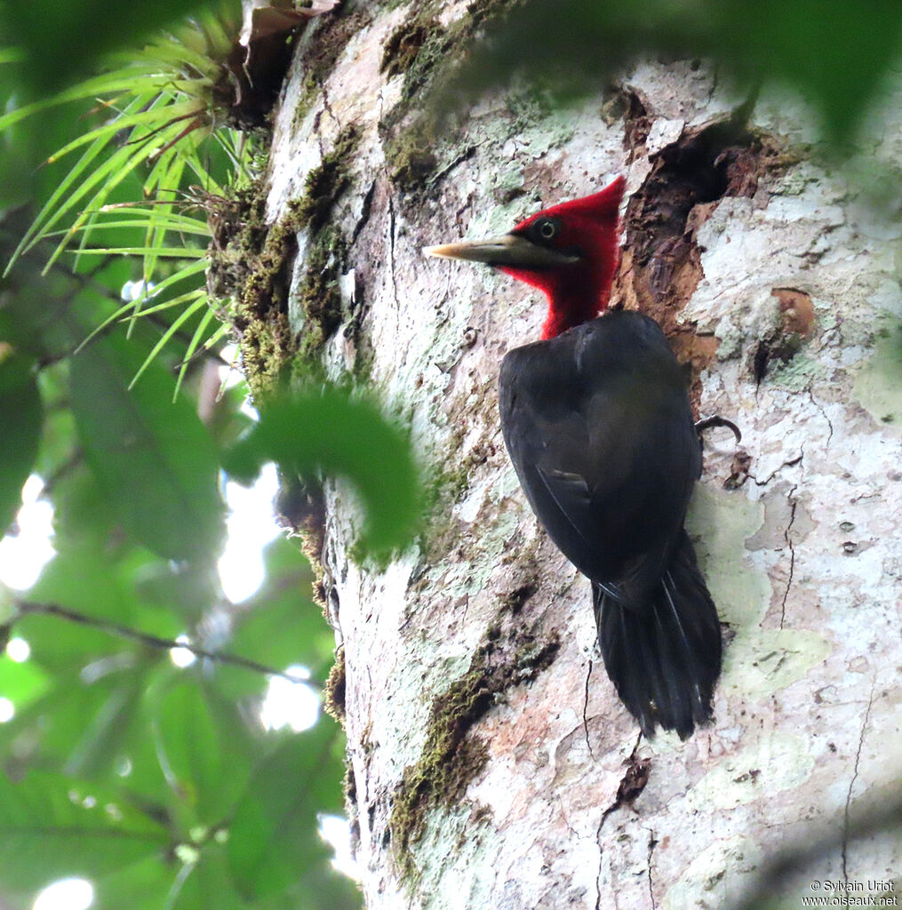 Red-necked Woodpecker female adult