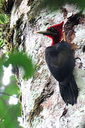 Red-necked Woodpecker