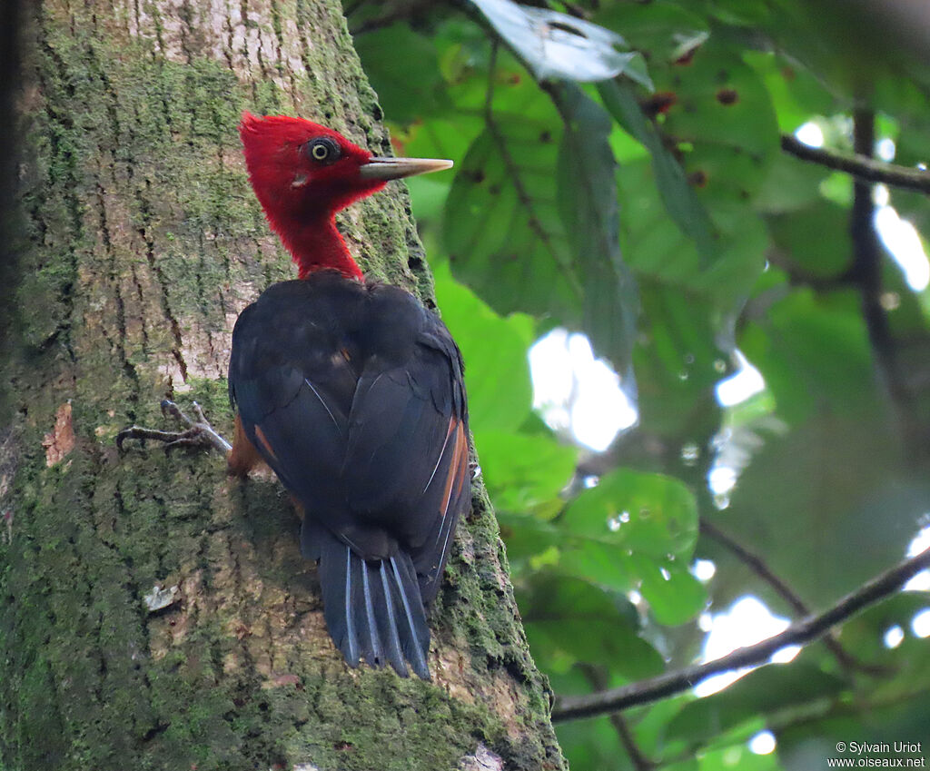 Red-necked Woodpecker male adult