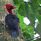 Pic à cou rouge
