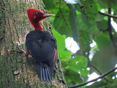 Red-necked Woodpecker