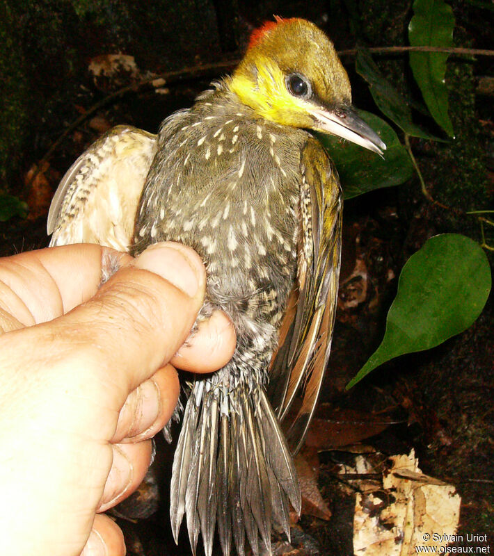Yellow-throated Woodpeckerimmature