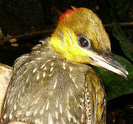 Yellow-throated Woodpecker