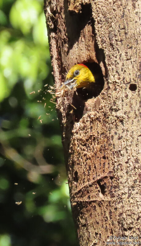 Yellow-throated Woodpecker female adult, Reproduction-nesting