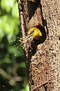 Yellow-throated Woodpecker