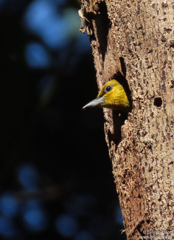 Yellow-throated Woodpecker female adult, Reproduction-nesting