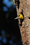 Yellow-throated Woodpecker