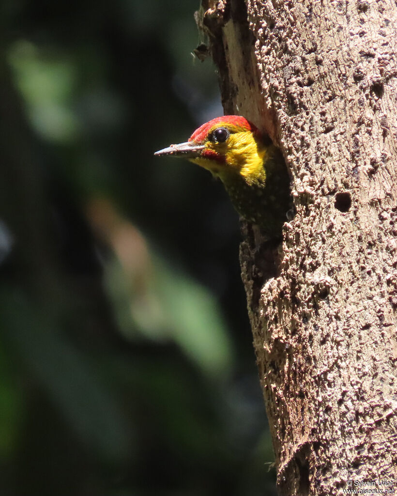 Yellow-throated Woodpecker male adult, Reproduction-nesting