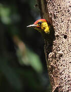 Yellow-throated Woodpecker