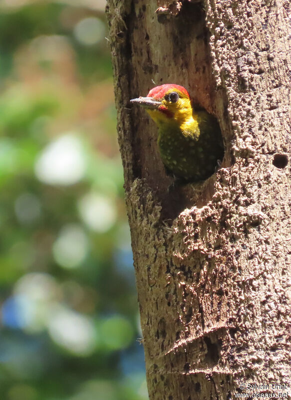Yellow-throated Woodpecker male adult, Reproduction-nesting