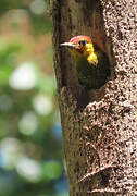 Yellow-throated Woodpecker