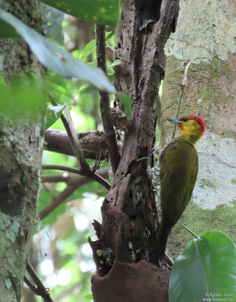 Yellow-throated Woodpecker male adult