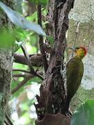 Yellow-throated Woodpecker