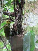 Yellow-throated Woodpecker