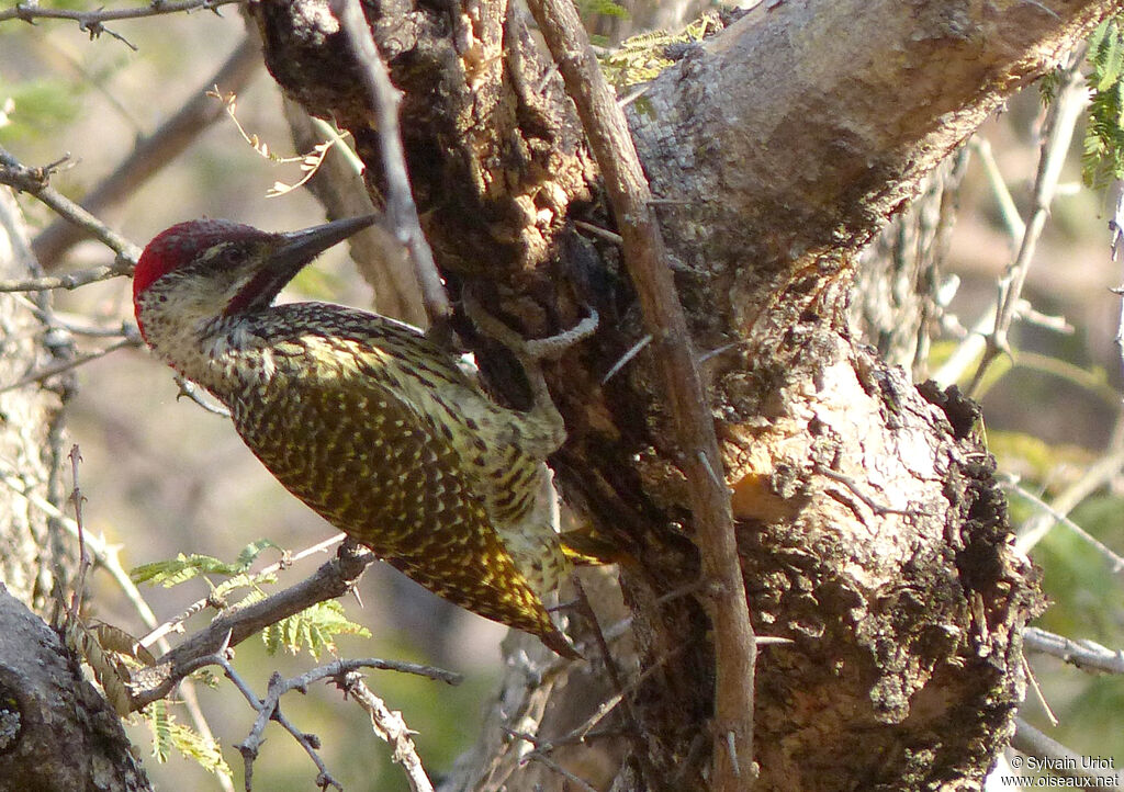 Golden-tailed Woodpecker male adult