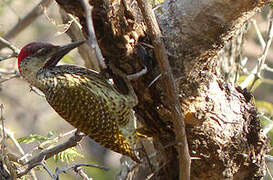 Golden-tailed Woodpecker