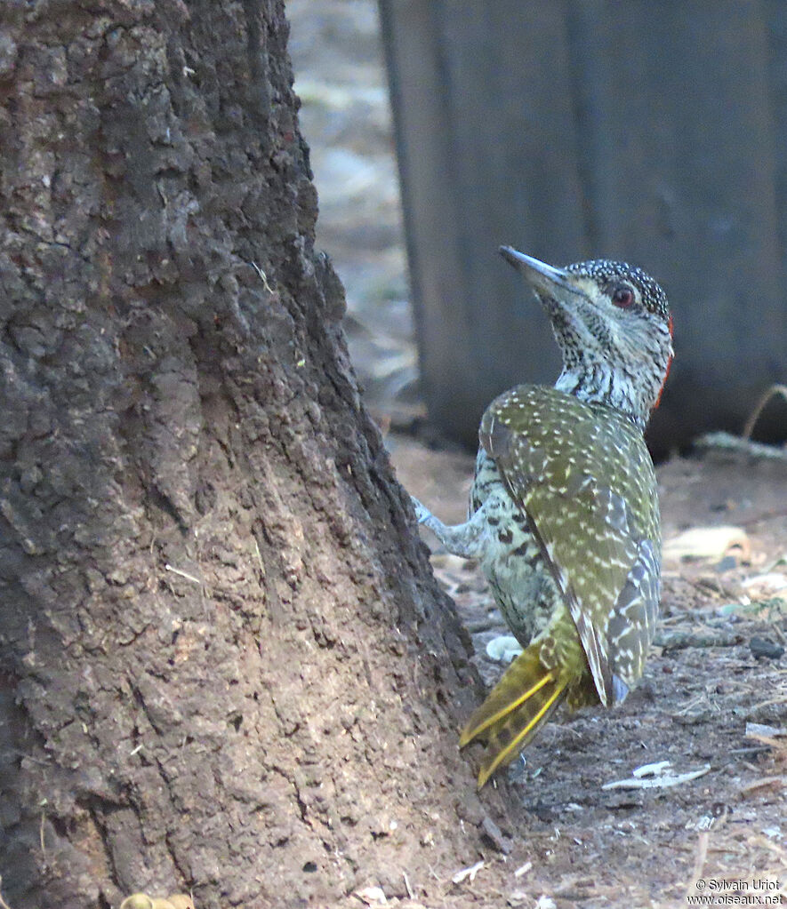 Golden-tailed Woodpecker female adult