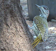 Golden-tailed Woodpecker