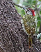 Golden-tailed Woodpecker