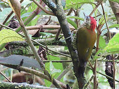 Bar-bellied Woodpecker