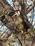 Bearded Woodpecker