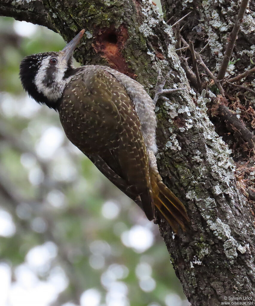 Bearded Woodpecker female adult