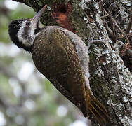 Bearded Woodpecker