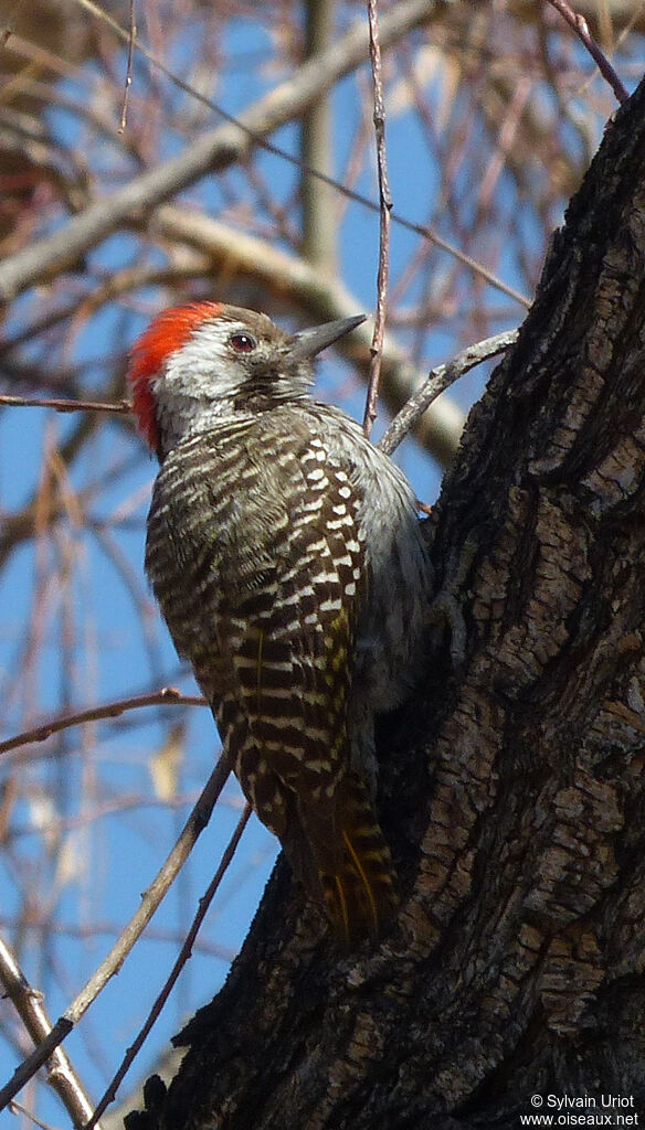 Cardinal Woodpecker male adult