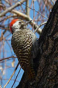 Cardinal Woodpecker